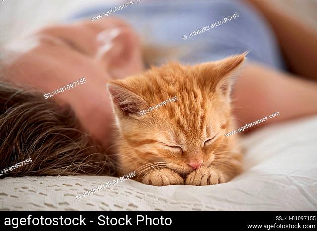 Domestic cat. Woman and kitten sleeping in a bed. Germany
