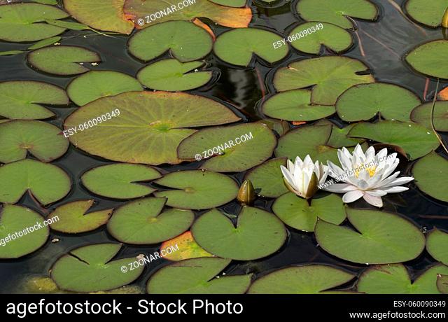 Water lillies blooming in a pond in spring time