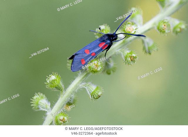 Narrow-bordered Five-spot Burnet, Zygaena lonicerae, a midnight blue moth with five red spots found in calcareous grasslands amd juniper heath