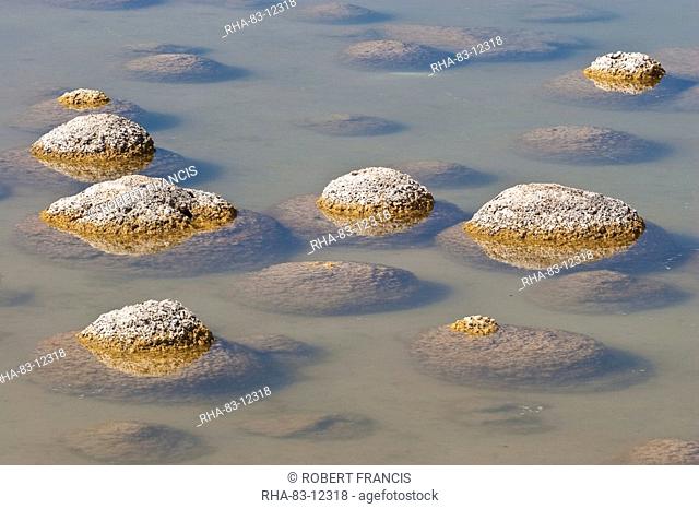 Thrombolites, a variey of microbialite or living rock that produce oxygen and deposit calcium carbonate, similar to some of the earliest fossil forms of life...