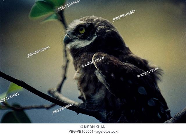 Spotted Owlet Its scientific name: Athene brama, Bengali name: Khulre Pecha Kushtia 2008