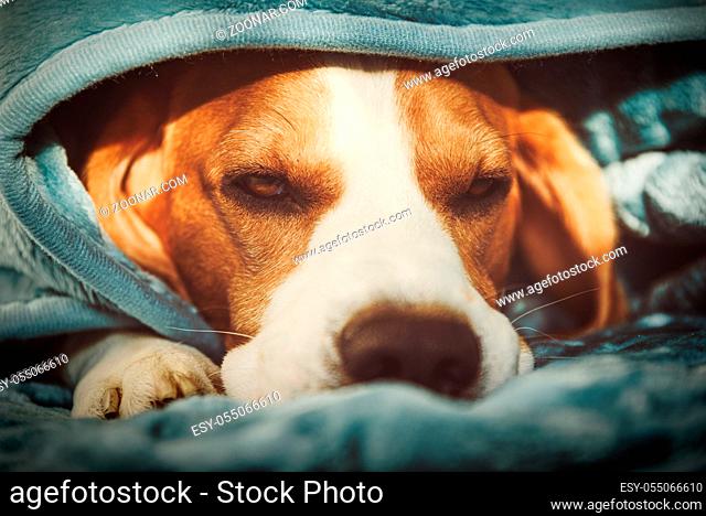 A pet beagle dog sleeps on a bed under blanket. Dog background. Canine concept