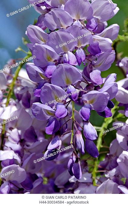 Flowers of Wisteria sinensis