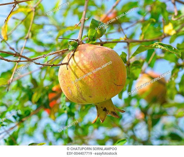Closeup of pomegranate fruit detail