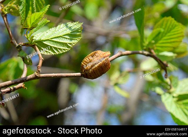 Ootheca mantis on the branches of a tree. The eggs of the insect laid in the cocoon for the winter are laid. Ooteca on a branch of hazelnut