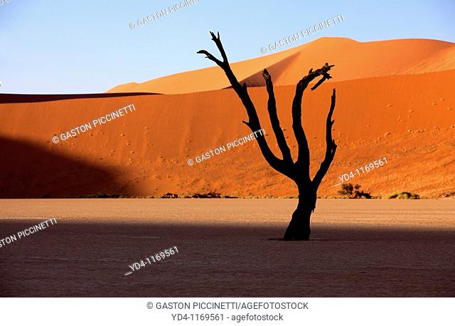 Camelthorn dead tree Acacia erioloba, Dead Vlei, Namib-Naukluft Mational Park, Namib desert, Namibia
