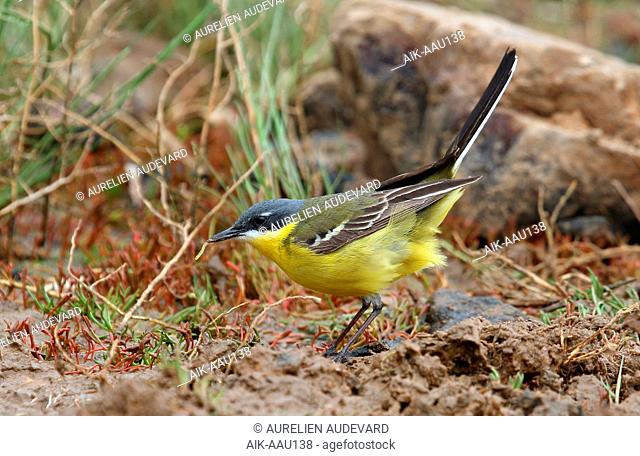 Adult male Eastern Yellow Wagtail (Motacilla tschutschensis plexa) during spring migration on Heuksan Do island in South Korea