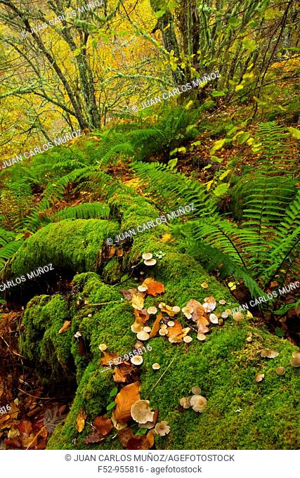 Rainforest, Muniellos Natural Reserve, Asturias, Spain