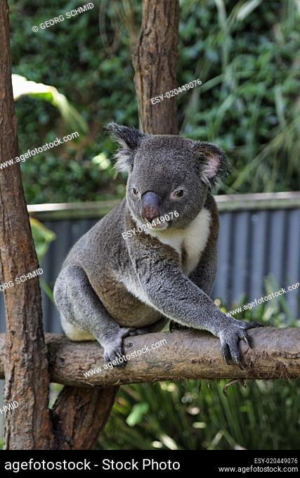 Koala im Kuranda Zoo