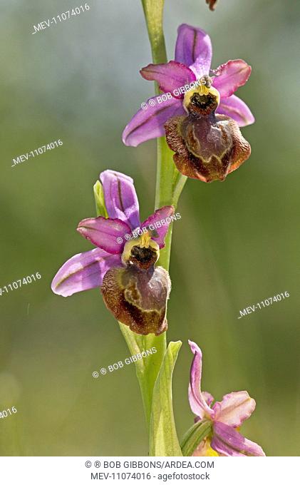 Aveyron Bee Orchid endemic to the Cernon Valley, France