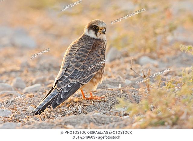 Red footed falcon (falco vespertinus) juvenile standing. This bird of prey is found in eastern Europe and Asia, but has become a near-threatened species (as of...