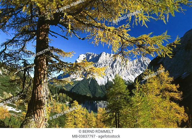 Austria, Tyrol, Zugspitzmassiv,  Sebensee, trees, detail, autumn,   Zugspitze, mountains, highland, mountains, mountain landscape, rocks, landscape, sea, nature