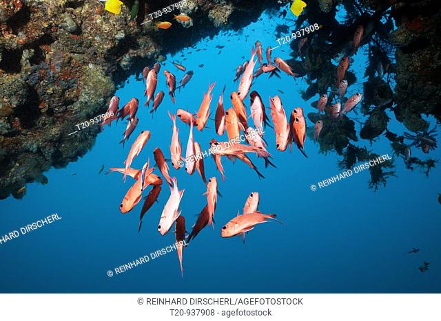 Brick Soldierfish, Myripristis amaena, Ellaidhoo House Reef, North Ari Atoll, Maldives