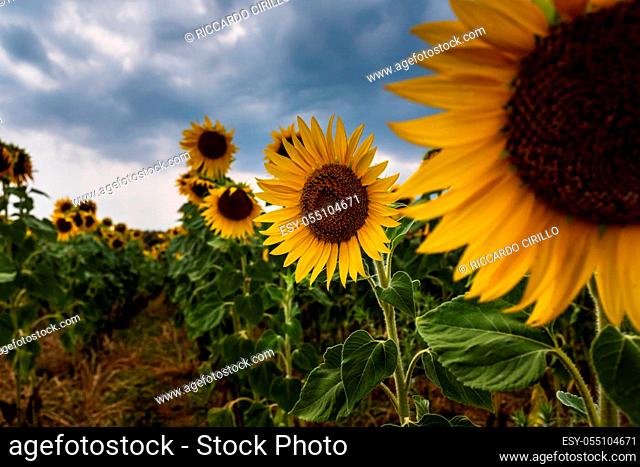 Selective focus on blossom sunflowers in cultivated fields with overcast sky background