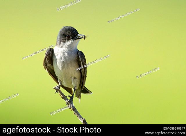 An eastern kingbird perched on a twig in eastern Washington has an insect in its beak