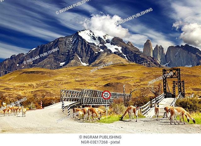 Wild guanacos in Torres del Paine National Park, Patagonia, Chile