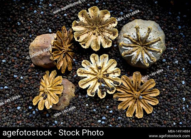Poppy seed, seed pods in different colors and dried fruit capsules, macro shot