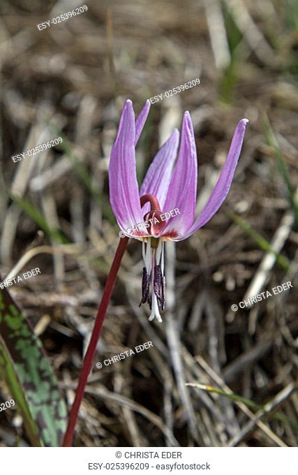 dog tooth violet, also called erythronium dens-canis belongs to the lily family