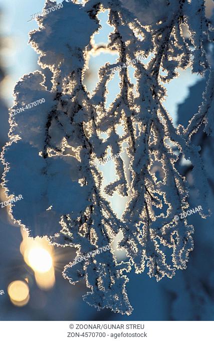 verschneite Zweige im Gegenlicht, Muddus Nationalpark, Welterbe Laponia, Norrbotten, Lappland, Schweden, Januar 2013