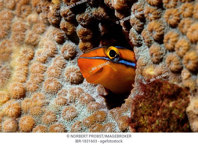 Mimic blenny or Piano fangblenny (Plagiotremus tapeinosoma) looking out of home in coral, Hashemite Kingdom of Jordan, JK, Red Sea, Western Asia