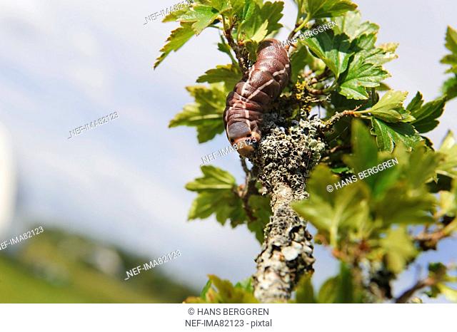 Larvae feeding on leaves