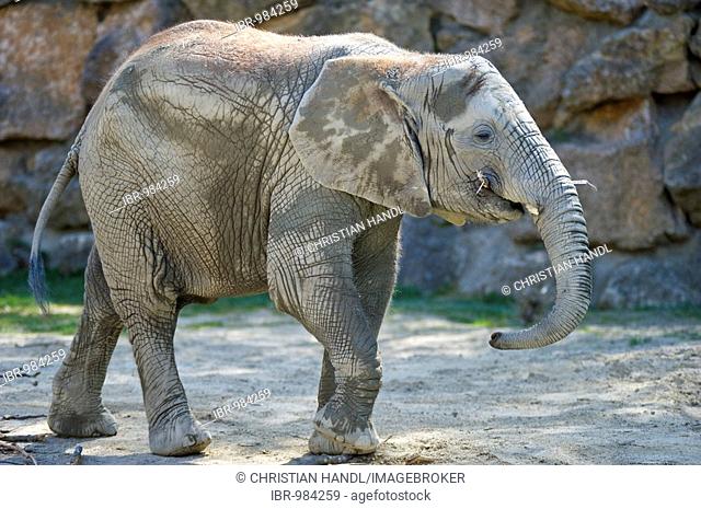 Young African Bush Elephant (Loxodonta africana), Zoo Schoenbrunn, Vienna, Austria, Europe