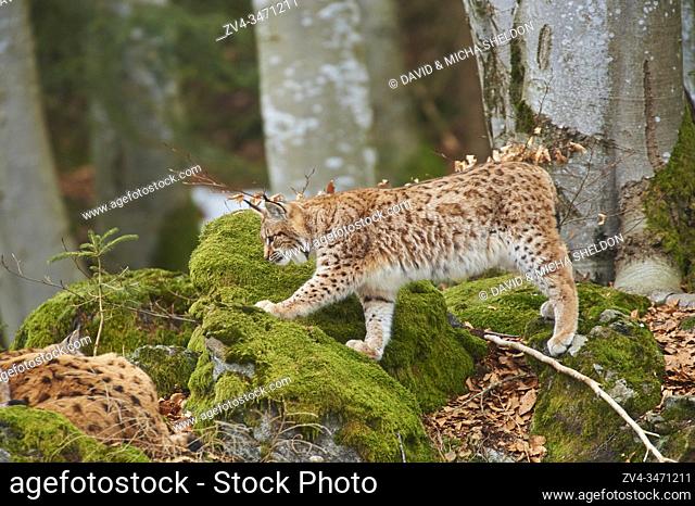 Eurasian lynx (Lynx lynx) in a forest, captive, Bavarian Forest Nationalpark, Bavaria, Germany, Europe