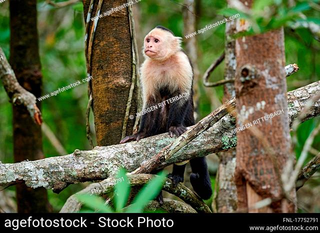 Panama white-faced capuchin (Cebus imitator), Sierpe, Corcovado National Park, Osa Peninsula, Costa Rica, Central America|Panamanian white-faced capuchin (Cebus...