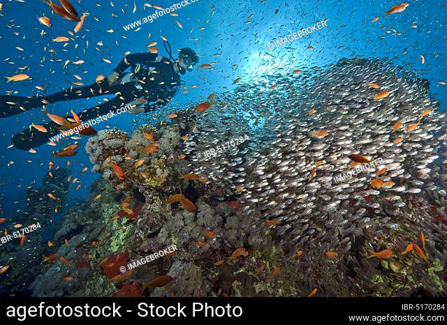 Diver and school of sweeper and Lyretail anthias (Pseudanthias squamipinnis), Red Sea (Parapriacanthus guentheri) and