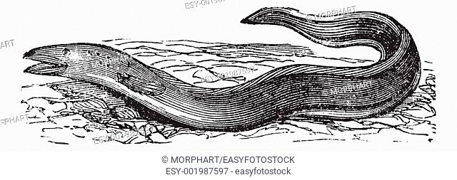 Conger Eel or Conger sp , vintage engraving  Old engraved illustration of a Conger Eel