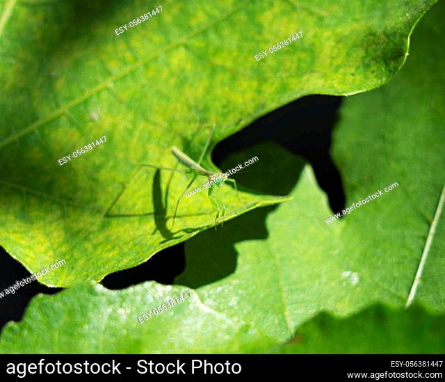 A small Japanese mantis on a leaf