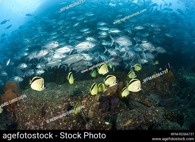 Shoal of Bigeye Trevally and Barberfishes, Caranx sexfasciatus, Cabo Pulmo, Baja California Sur, Mexico