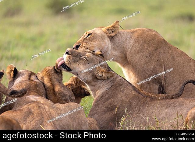 Africa, East Africa, Kenya, Masai Mara National Reserve, National Park, Lioness (Panthera leo) lying in grass, grooming