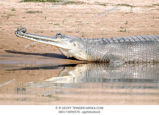 Gharial (Gavialis gangeticus). large male - showing ghara the bulbous tip on nose - Chambal River - India