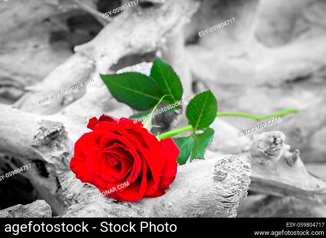 Red rose lying on broken tree on the beach. Concept of romantic love, romance, but may also symbolize a loss, melancholy, memory of the past etc