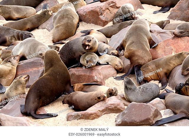 huge colony of Brown fur seal, Arctocephalus pusillus, in Cape Cross, Namibia, wide angle view, true wildlife photography