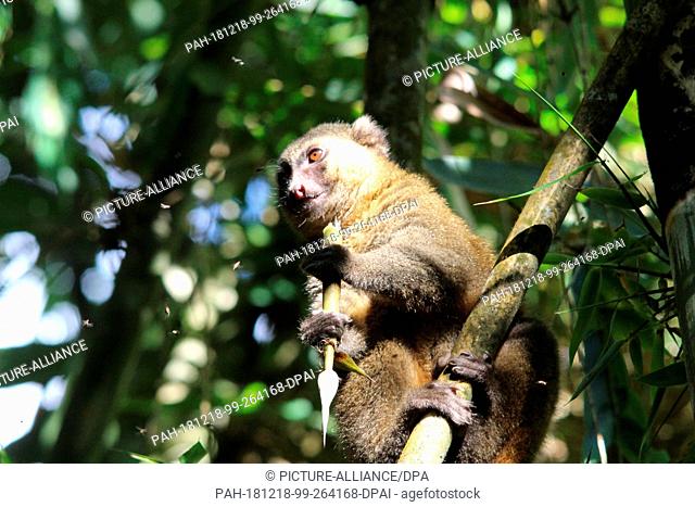 26 August 2018, Madagascar, -: An endangered golden bamboo lemur (Hapalemur aureus) sits in a bamboo plant in the Ranomafana National Park in southeast...