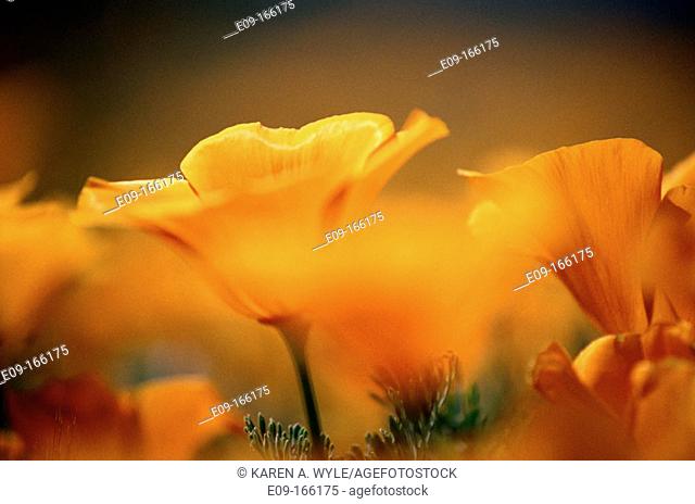 California Poppies (Eschscholzia californica). Antelope Valley. California. USA