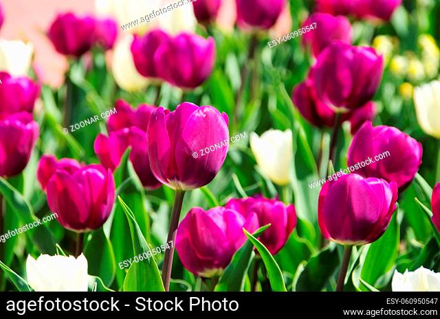 Tulpen lila und weiss - tulips purple and white 03