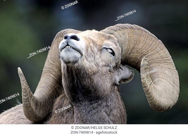 Portrait of a Bighorn Sheep ram