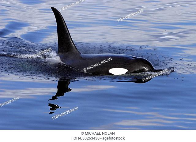 Orca Orcinus orca Bull surfacing Chatham Strait, southeast Alaska, USA