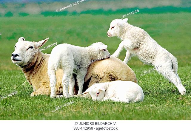 domestic sheep and three lambs
