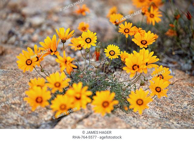 Namaqualand daisy (Jakkalsblom) (Dimorphotheca sinuata), Namakwa, Namaqualand, South Africa, Africa