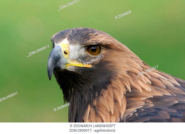 Steinadler, Golden Eagle, Aquila chrysaetos