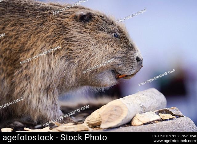 09 November 2023, Rhineland-Palatinate, Lambsheim: The stuffed specimen of a European beaver is on display at the Beaver Center of the Society for Nature...