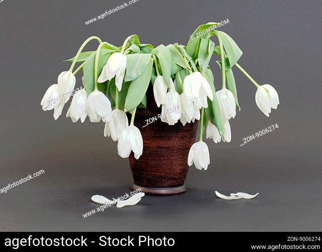 Vase full of droopy and dead flowers, white tulips