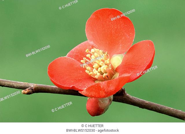 Japanese quince Chaenomeles japonica, Choenomeles japonica, blossom
