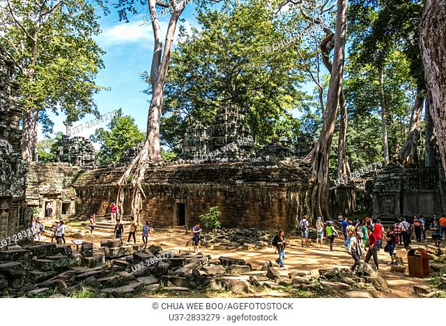Angkor Temples Complex - tree growing out of the ruins of the the Ta Prohm Temple, Angkor, Siem Reap Province, Cambodia, Asia, UNESCO