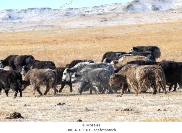 Asie, Mongolie, Est de la Mongolie, Steppe, Yack domestique (Bos grunniens) / Asia, Mongolia, East Mongolia, Steppe area, Domestic yak (Bos grunniens)