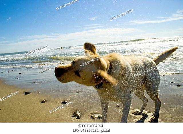 A Labrador shakes off the water after going for a swim at the beach